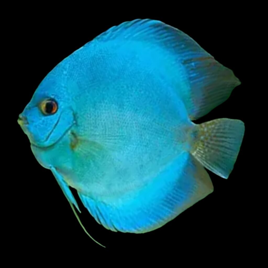 (F31) Blue Diamond Discus (Symphysodon aequifasciatus) – SNK Aqua Pets ...