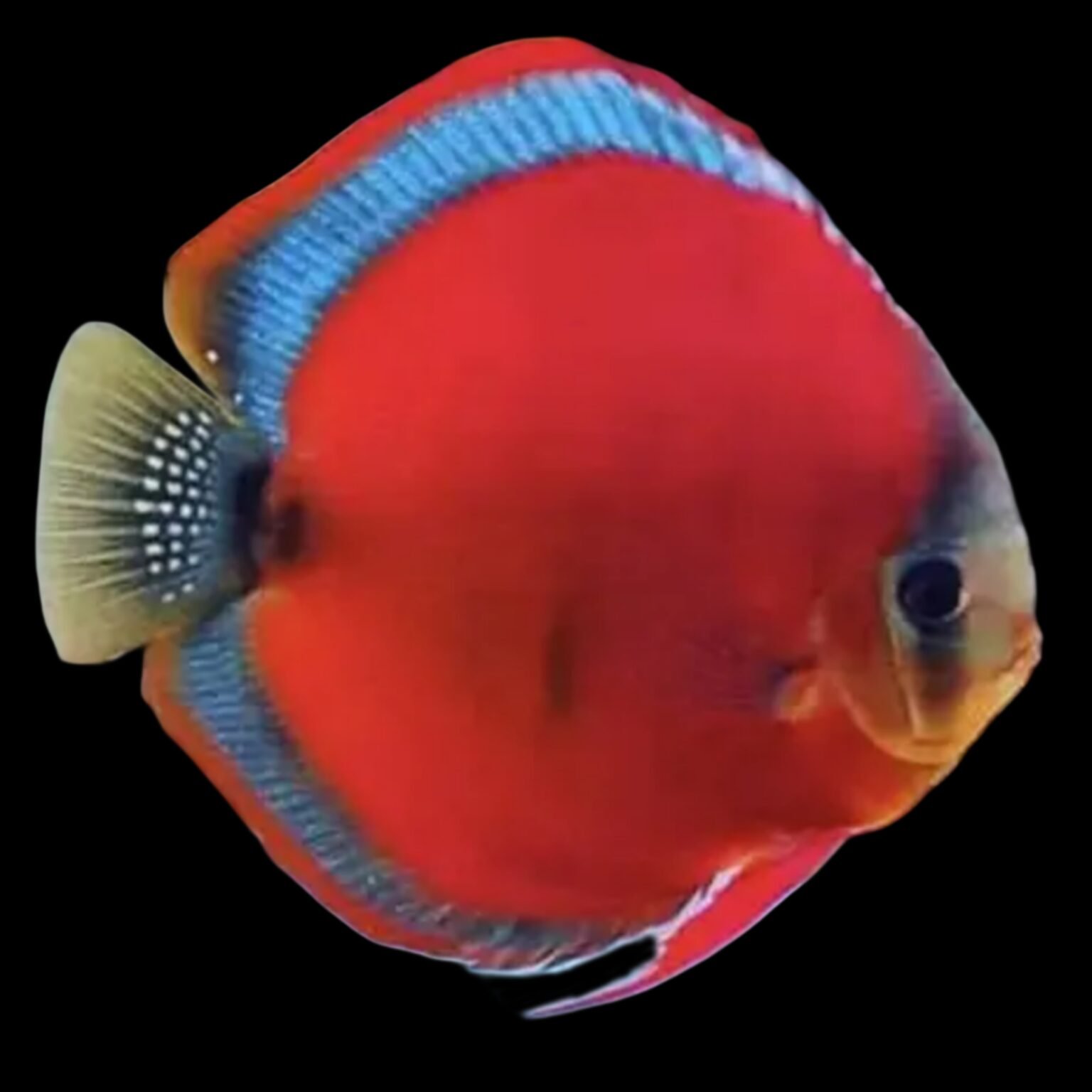 (F31) Blue Rim Red Cover Discus (Symphysodon aequifasciatus) – SNK Aqua ...