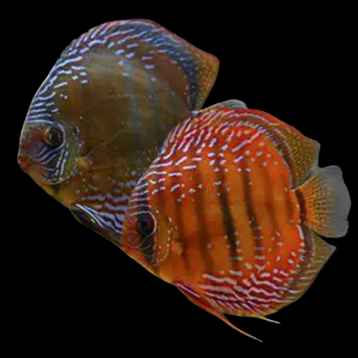 (F31) Curipera Royal Red Discus (Symphysodon aequifasciatus) – SNK Aqua ...