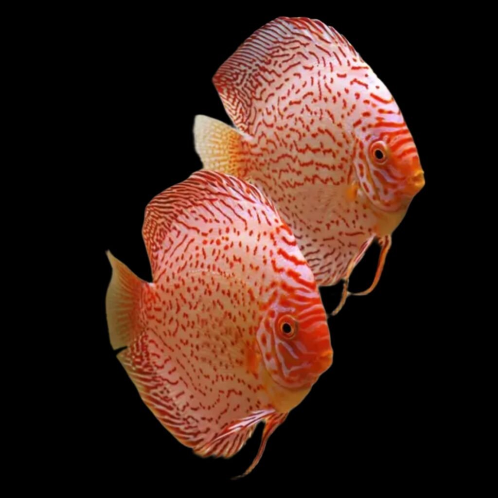 (F31) White Leopard Discus Fish (Symphysodon aequifasciatus) – SNK Aqua ...
