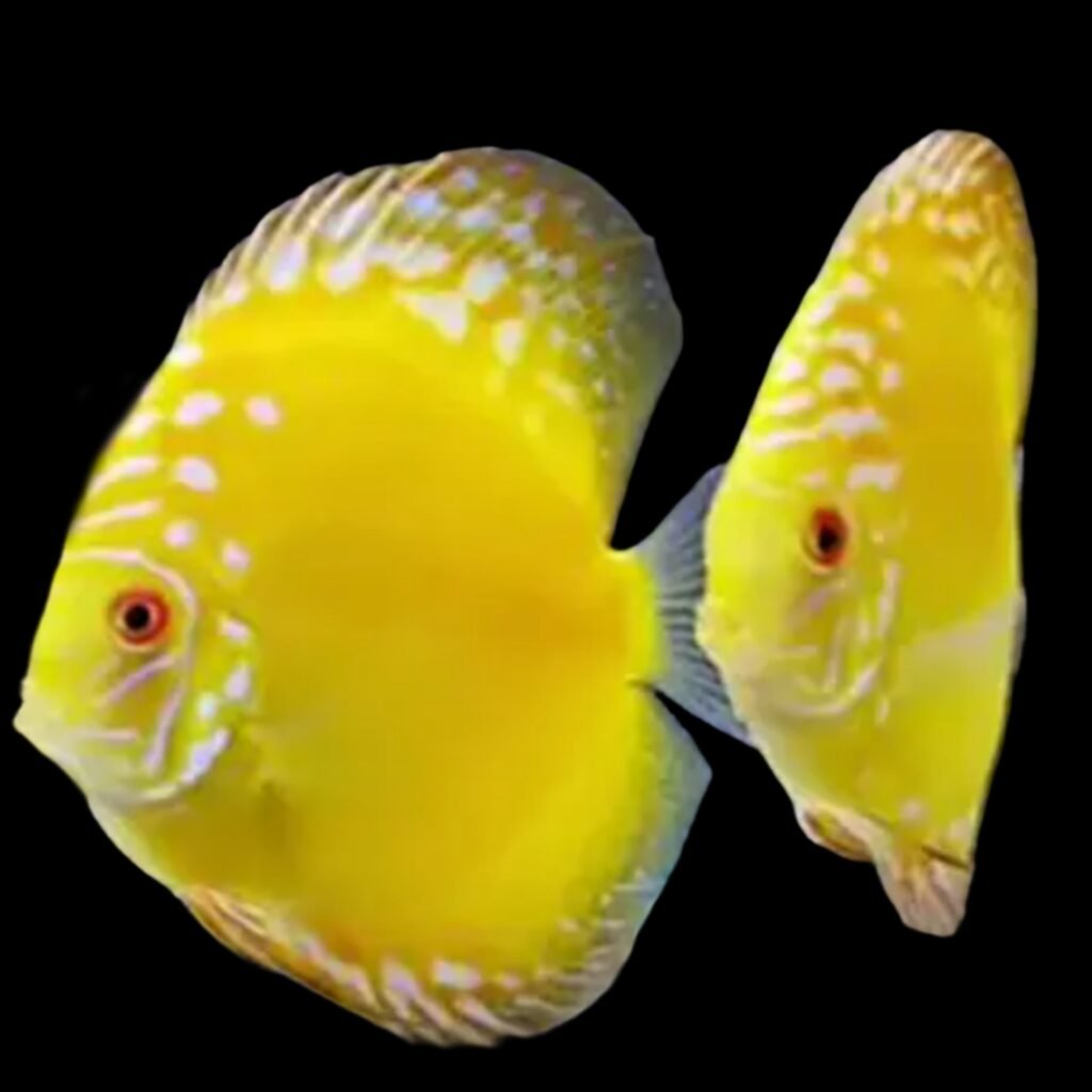 (F31) Yellow Rafflesia Discus (Symphysodon aequifasciatus) – SNK Aqua ...