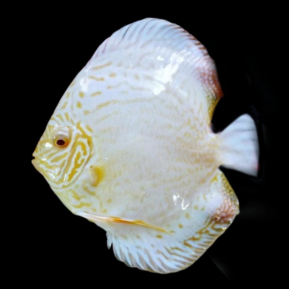 (F31) Yellow Butterfly Discus Fish (Symphysodon aequifasciatus) – SNK ...