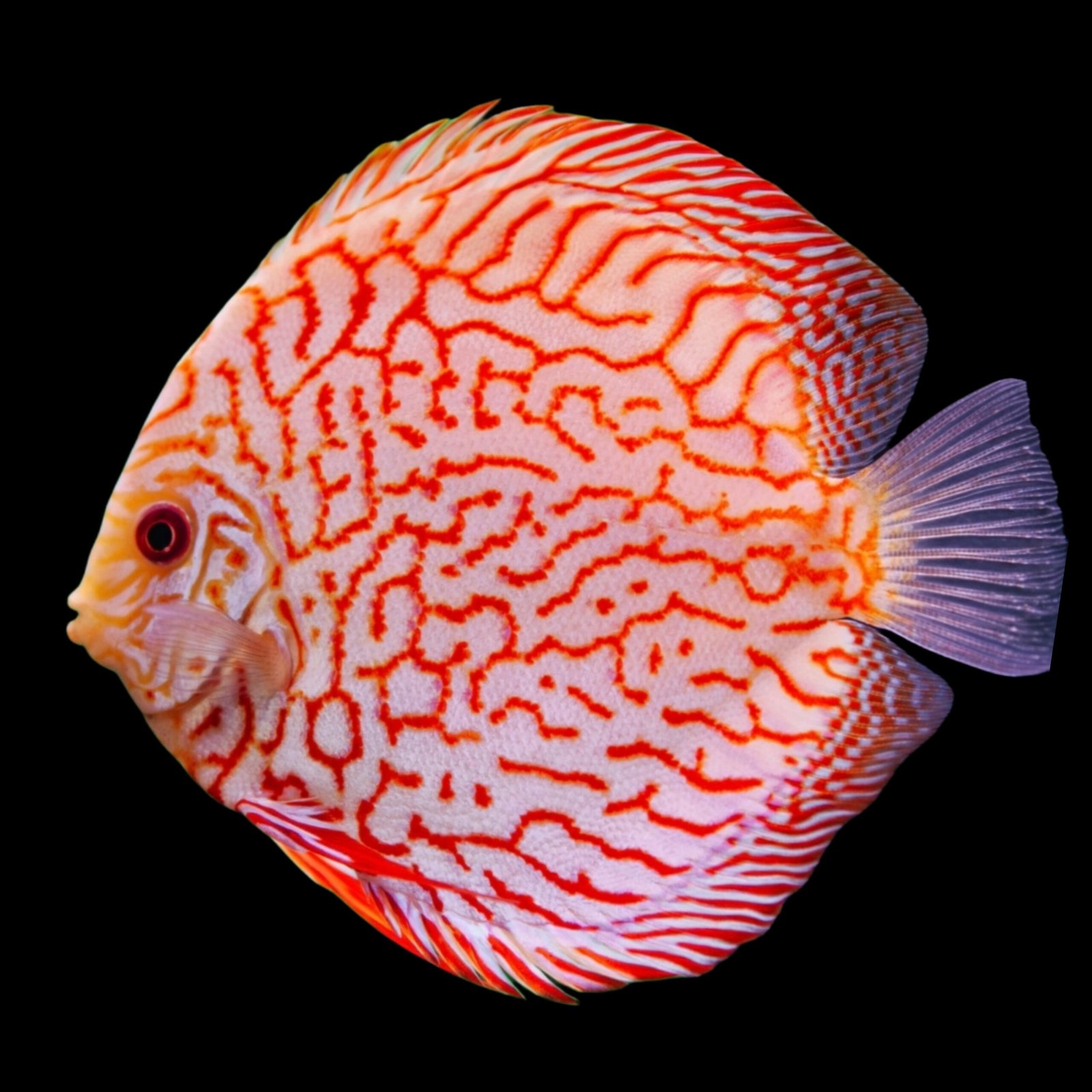 Picsart_25-11-18_18-50-40-217