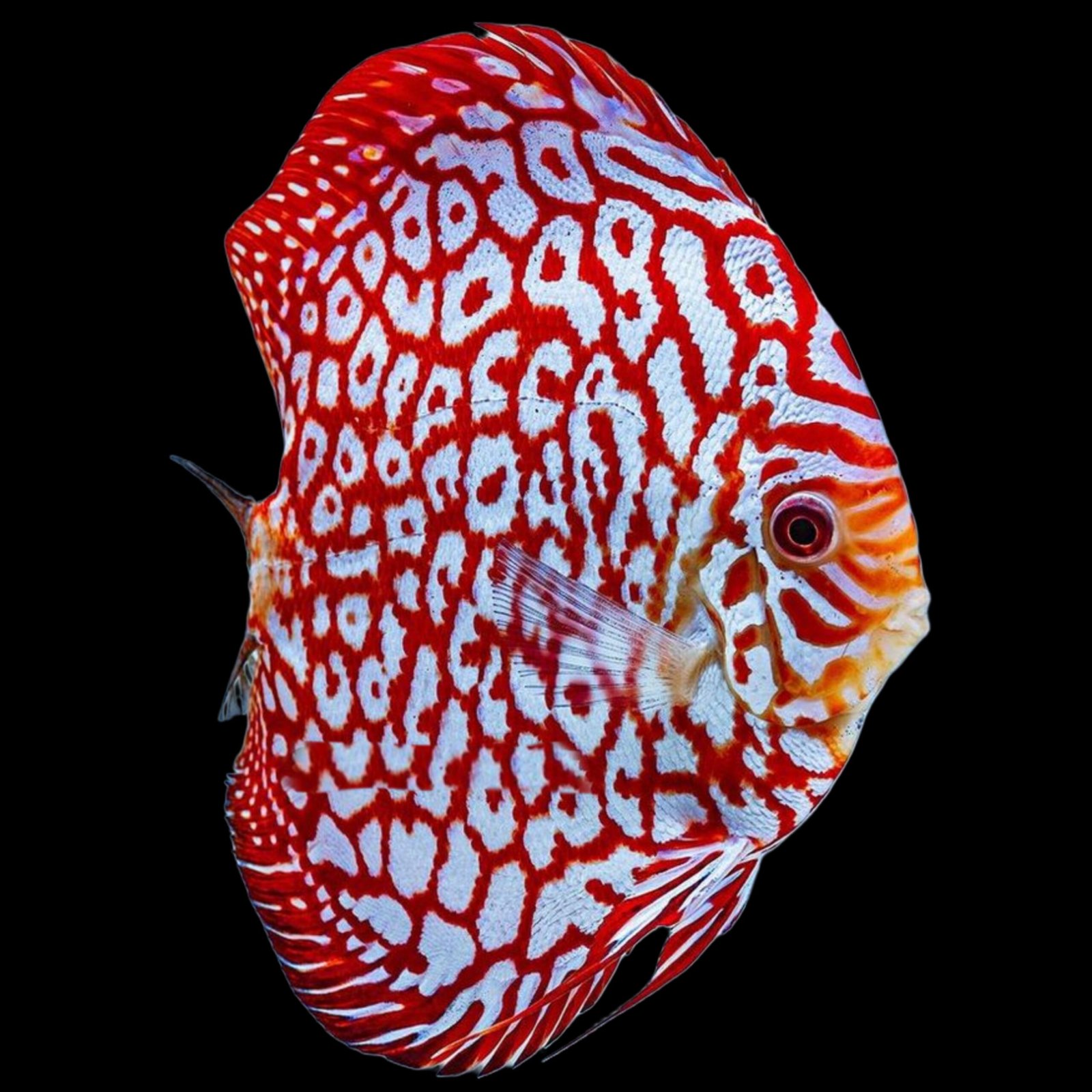 Picsart_25-11-18_18-58-22-683