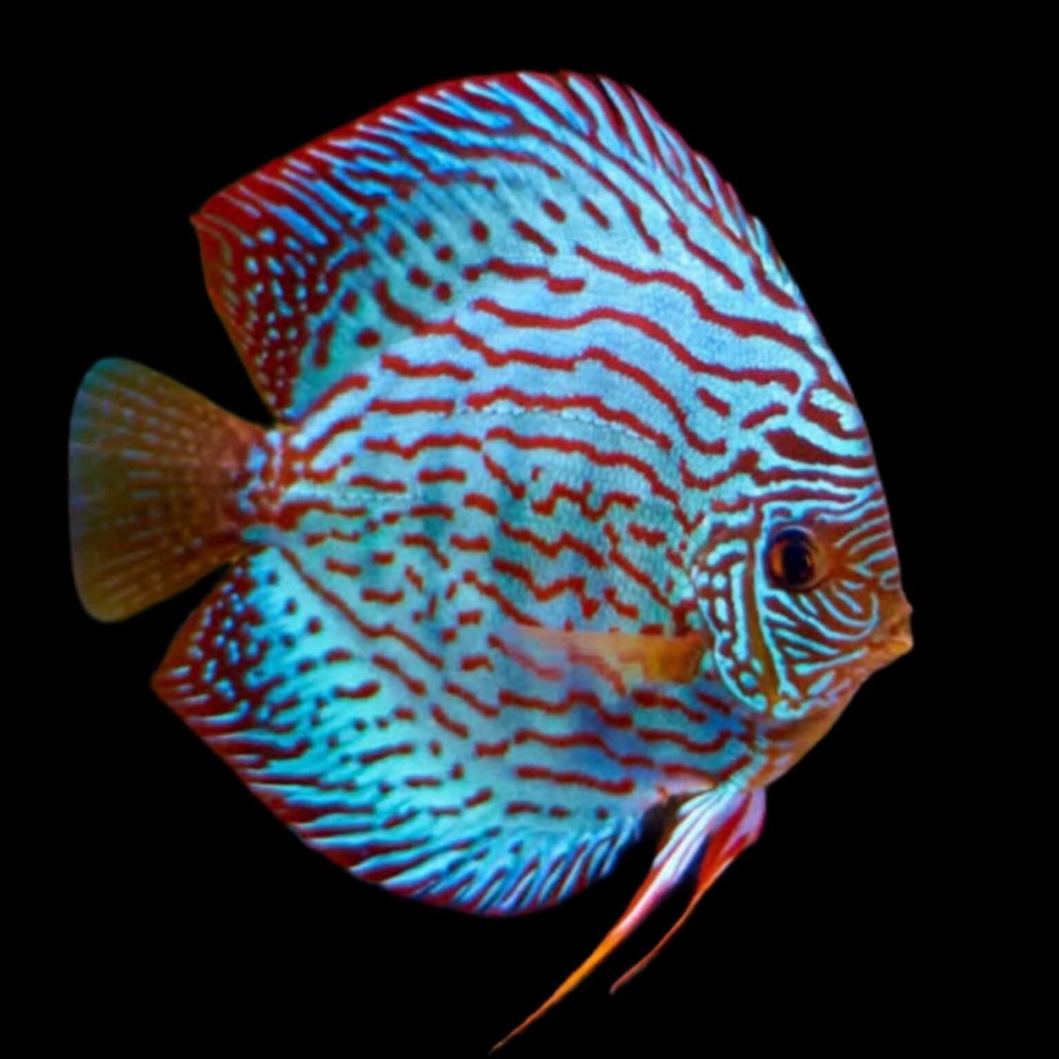 (F31) Blue Turquoise Discus Fish (Symphysodon aequifasciatus) – SNK ...