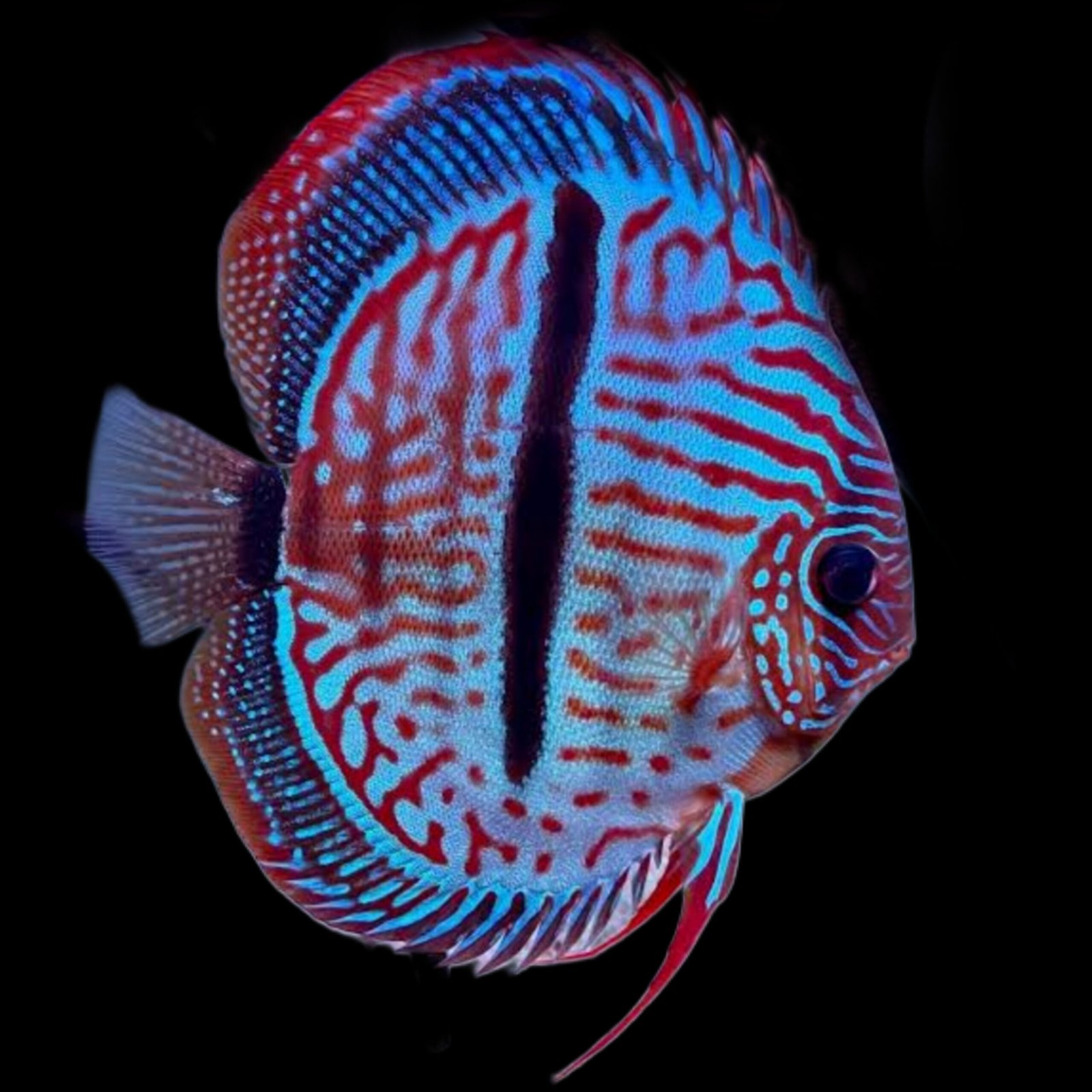 Picsart_25-11-18_19-02-59-572