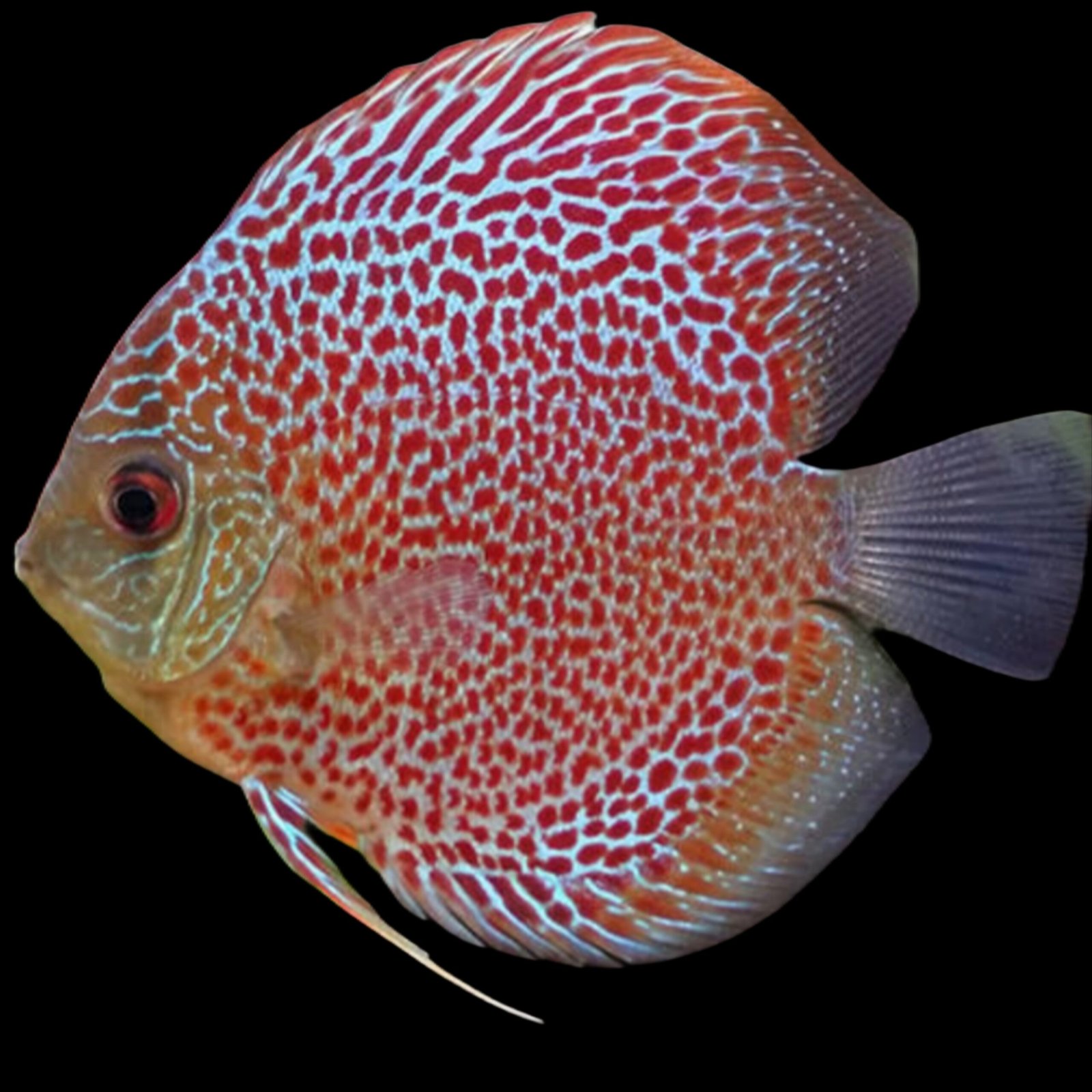 Picsart_25-11-18_19-08-16-776