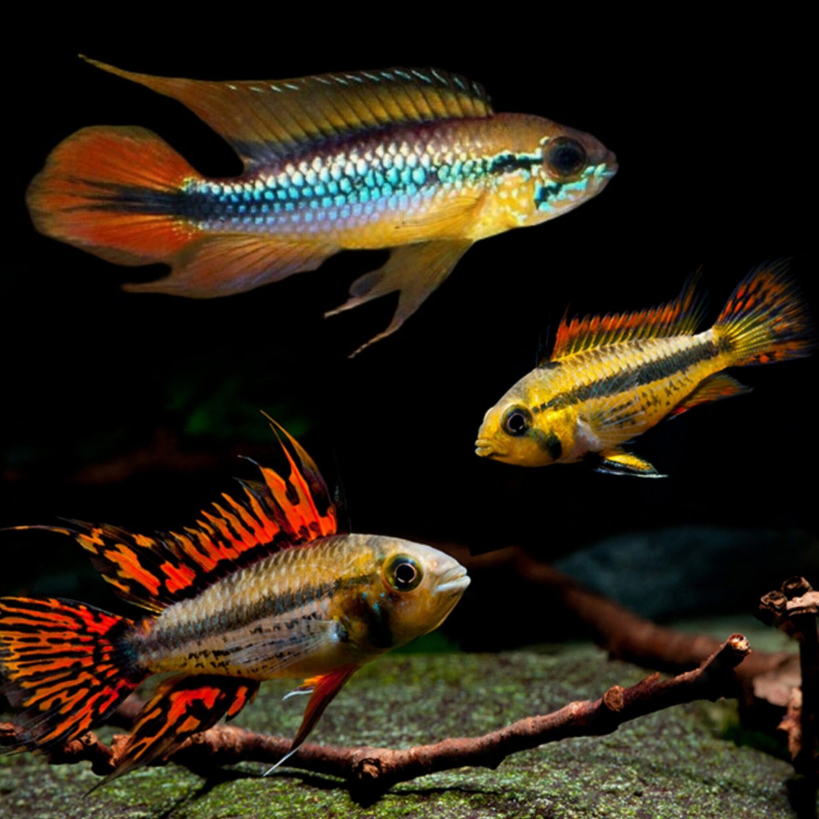 (F94) Apisto Double Red (Apistogramma cacatuoides “Double Red”) – SNK ...