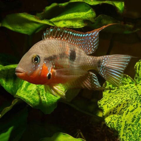 Pielegnica-Meeka-Mekka-Thorichthys-meeki-akwa_fan-Wody-slodkowodne