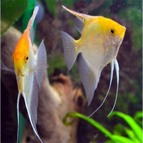 Pterophyllum-Scalare-Gold-Angelfish-2
