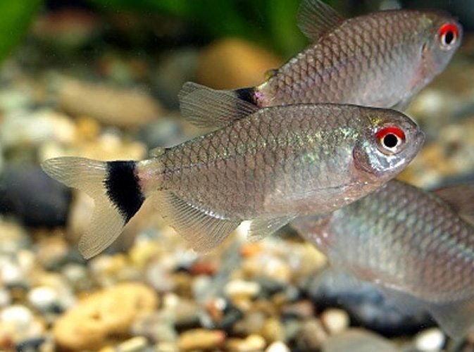 Red-Eye-Tropical-Tetra