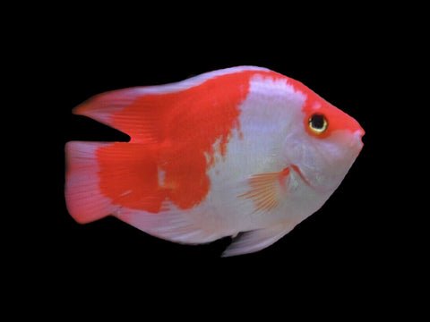 Red-White-Blood-Parrot-Cichlid-1_large