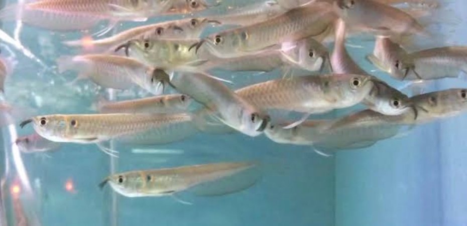 Screenshot_2025-10-23-18-02-16-424_com.google.android.googlequicksearchbox-edit