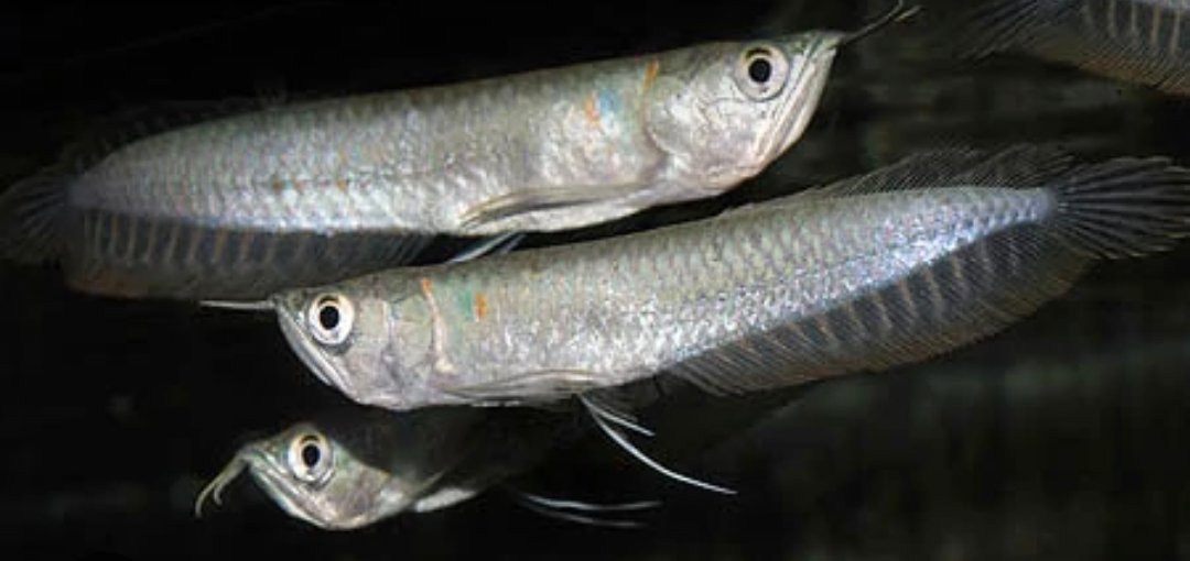 Screenshot_2025-10-23-18-02-36-808_com.google.android.googlequicksearchbox-edit