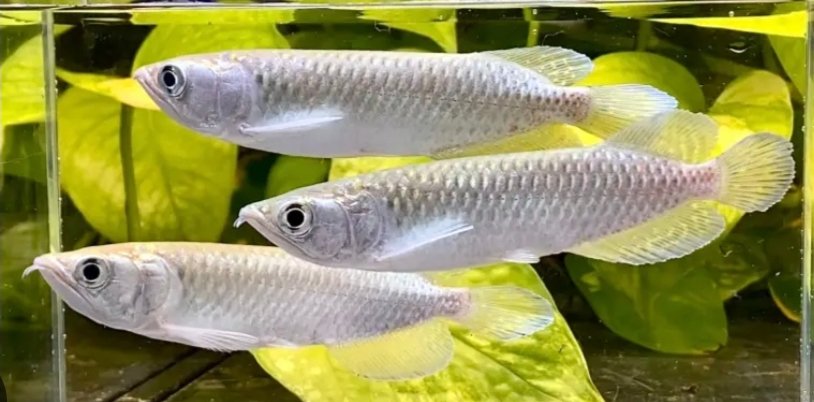 Screenshot_2025-10-23-18-22-26-641_com.google.android.googlequicksearchbox-edit