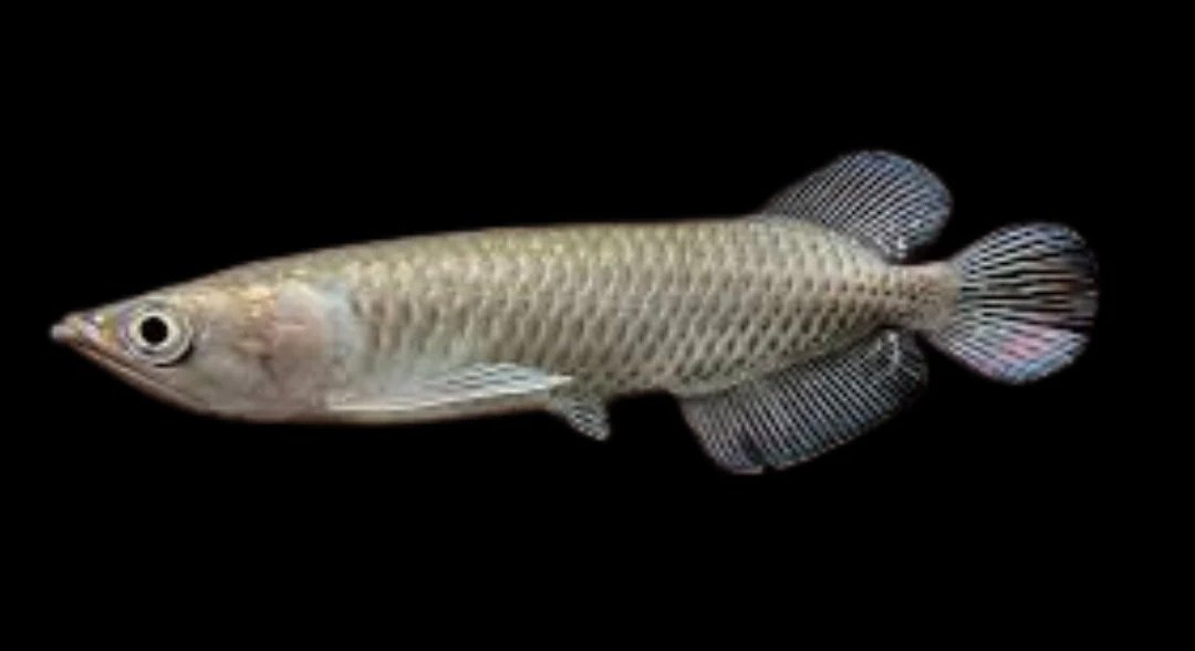 Screenshot_2025-10-23-18-22-53-810_com.google.android.googlequicksearchbox-edit