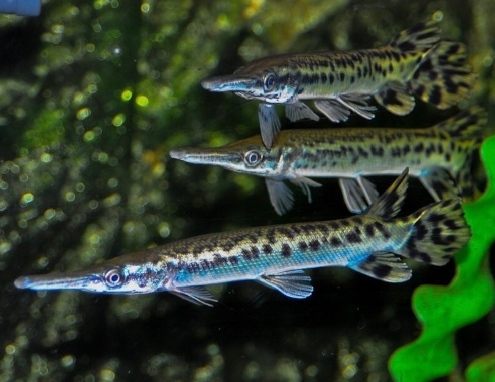 Screenshot_2025-10-24-10-14-23-922_com.google.android.googlequicksearchbox-edit