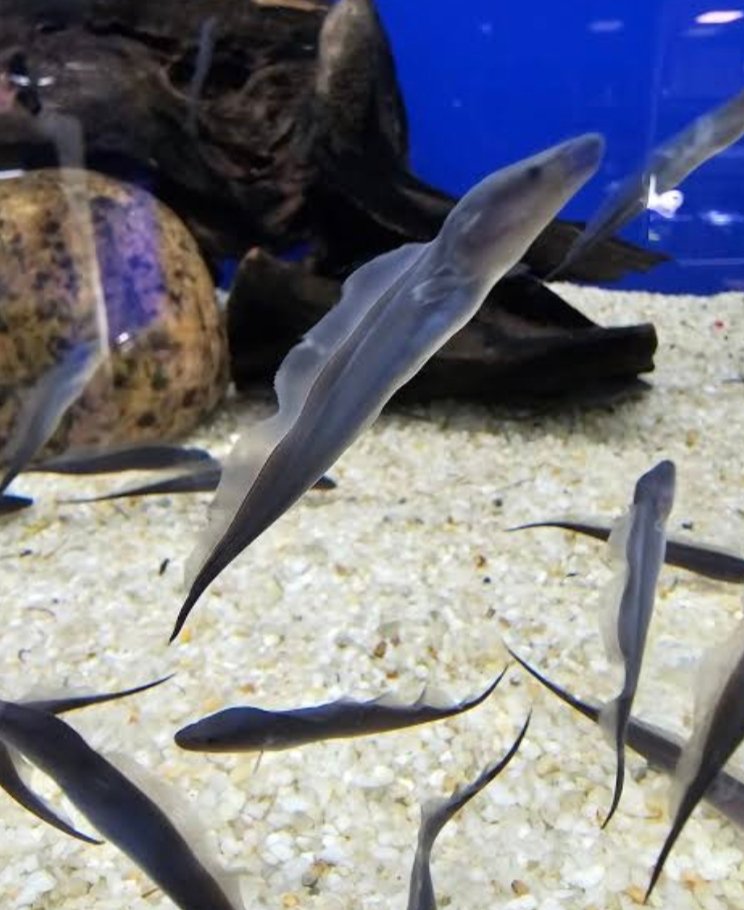 Screenshot_2025-10-24-10-46-53-547_com.google.android.googlequicksearchbox-edit