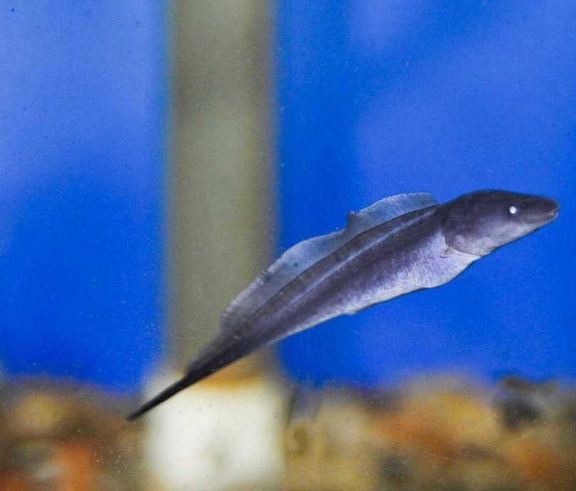 Screenshot_2025-10-24-10-47-18-684_com.google.android.googlequicksearchbox-edit