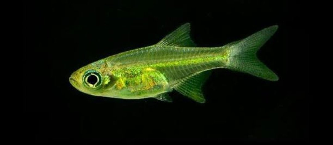 Screenshot_2025-10-24-14-56-48-741_com.google.android.googlequicksearchbox-edit