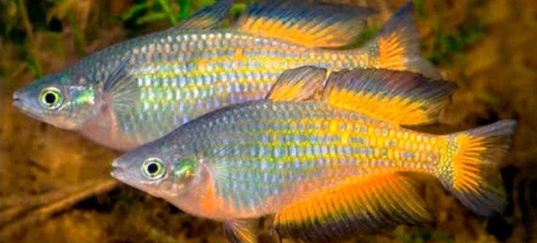 Screenshot_2025-10-24-16-52-42-049_com.google.android.googlequicksearchbox-edit