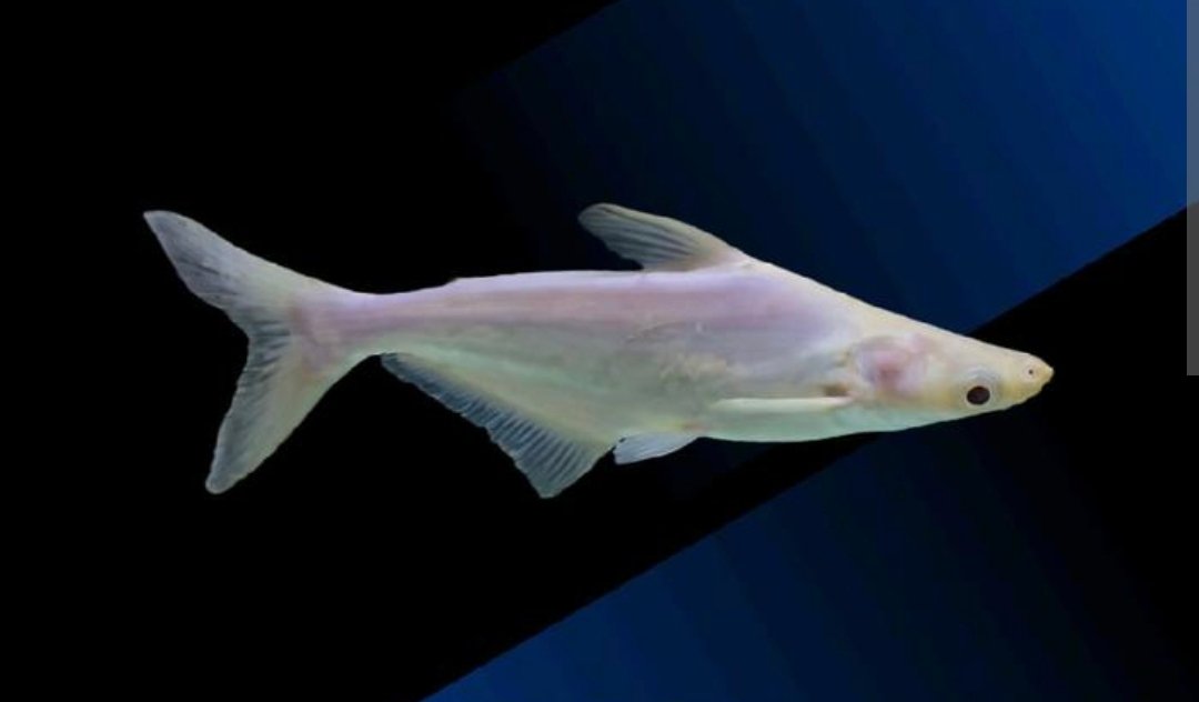 Screenshot_2025-10-25-14-27-15-953_com.android.chrome-edit