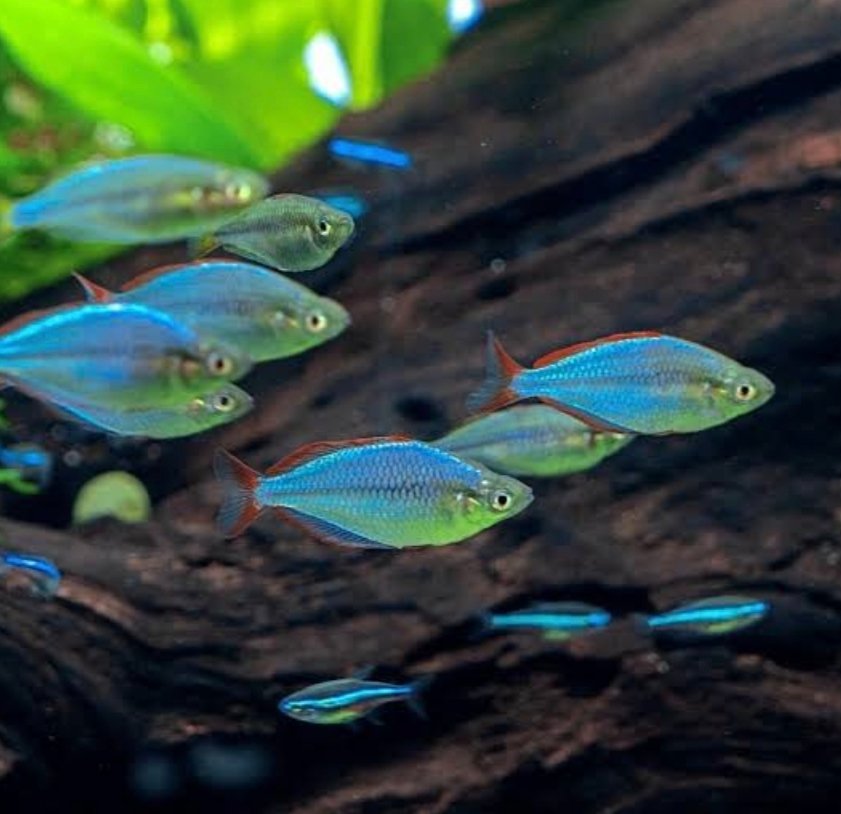 Screenshot_2025-10-25-16-26-31-846_com.google.android.googlequicksearchbox-edit