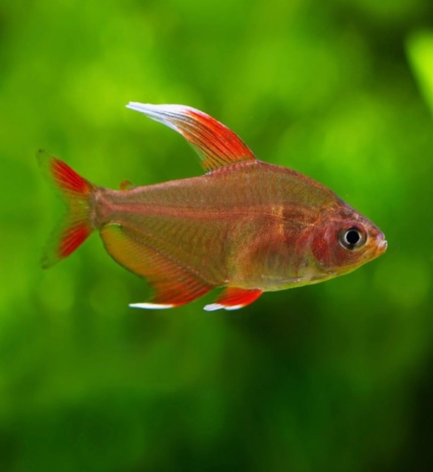 Screenshot_2025-10-25-16-34-44-716_com.google.android.googlequicksearchbox-edit