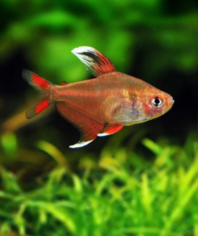 Screenshot_2025-10-25-16-34-59-984_com.google.android.googlequicksearchbox-edit