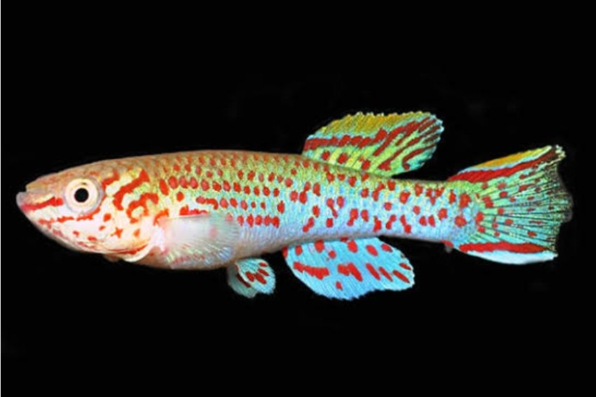 Screenshot_2025-10-25-16-53-35-465_com.google.android.googlequicksearchbox-edit