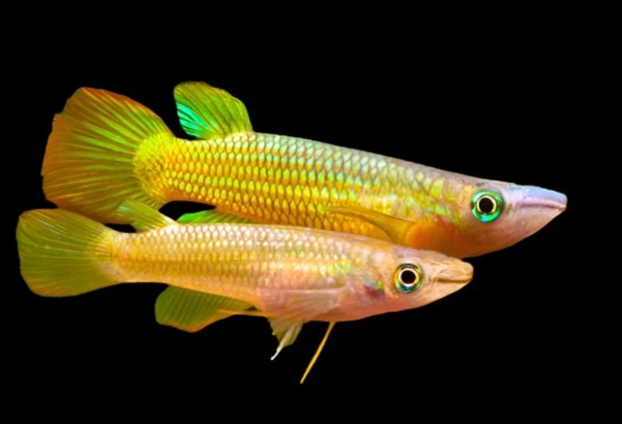 Screenshot_2025-10-25-17-01-13-830_com.google.android.googlequicksearchbox-edit