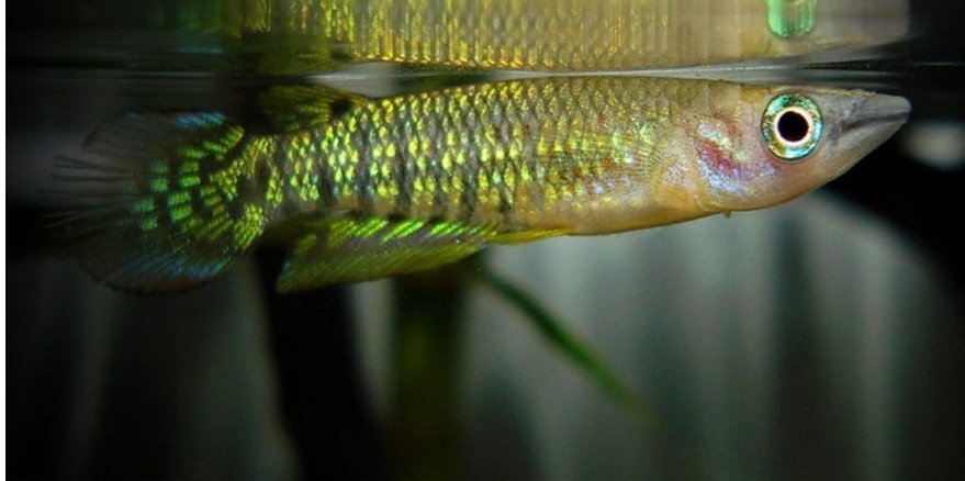 Screenshot_2025-10-25-17-10-33-523_com.google.android.googlequicksearchbox-edit