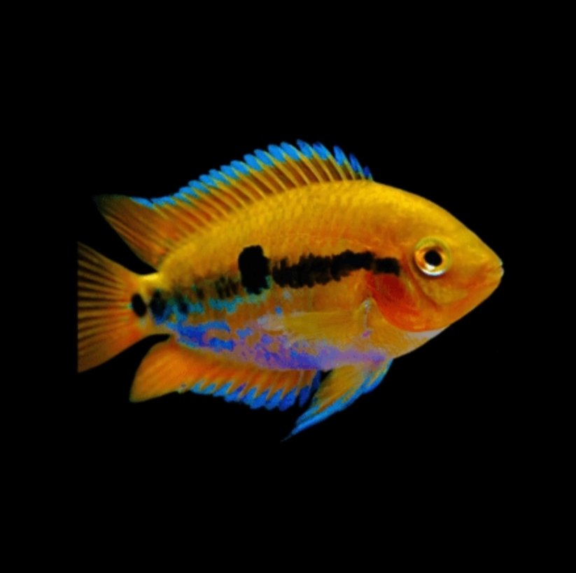 Screenshot_2025-10-25-19-11-05-976_com.google.android.googlequicksearchbox-edit