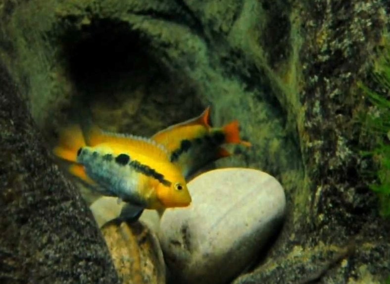 Screenshot_2025-10-25-19-11-38-136_com.google.android.googlequicksearchbox-edit