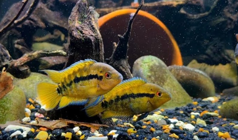 Screenshot_2025-10-25-19-12-34-505_com.google.android.googlequicksearchbox-edit