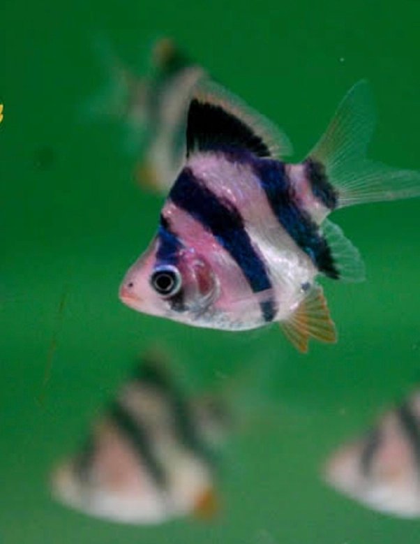 Screenshot_2025-10-30-22-01-34-113_com.google.android.googlequicksearchbox-edit