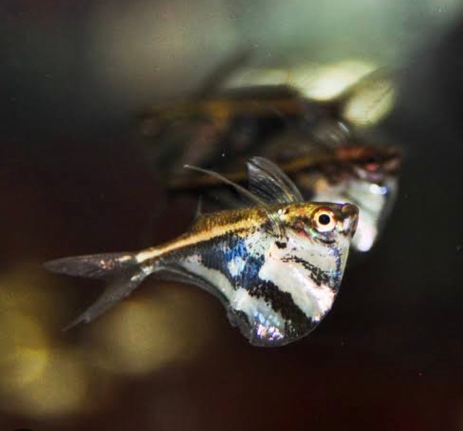 Screenshot_2025-10-31-00-08-56-527_com.google.android.googlequicksearchbox-edit