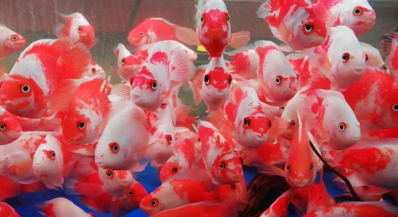 Screenshot_2025-10-31-00-19-57-748_com.google.android.googlequicksearchbox-edit