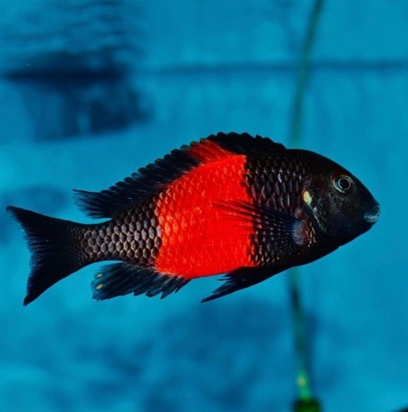 Screenshot_2025-10-31-00-53-19-621_com.google.android.googlequicksearchbox-edit