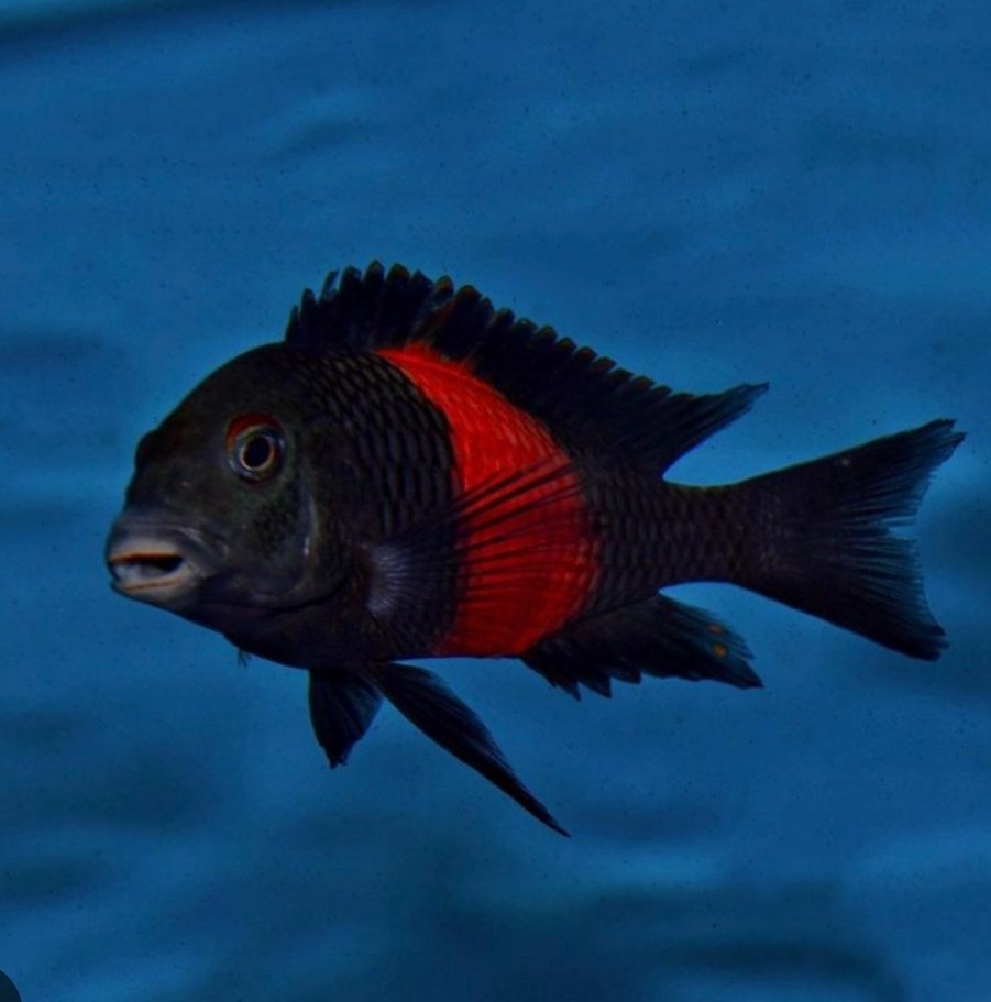 Screenshot_2025-10-31-00-53-39-002_com.google.android.googlequicksearchbox-edit