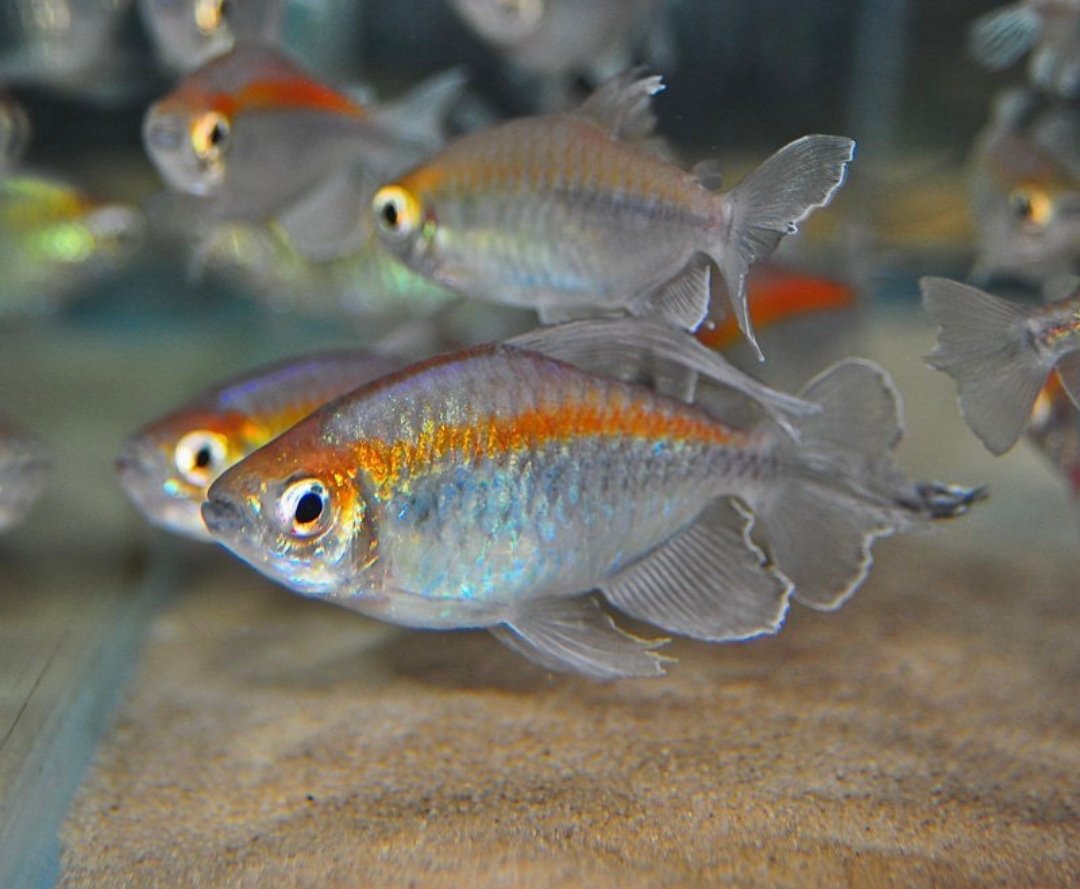 Screenshot_2025-10-31-01-05-45-322_com.google.android.googlequicksearchbox-edit