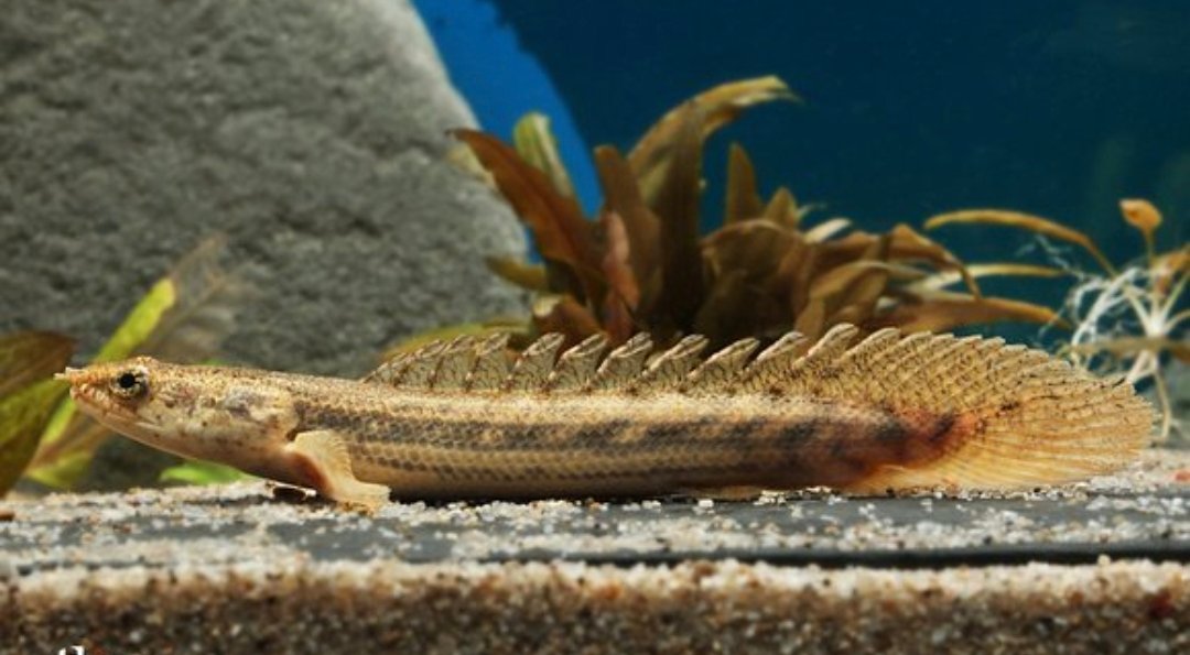 Screenshot_2025-10-31-01-20-34-097_com.google.android.googlequicksearchbox-edit