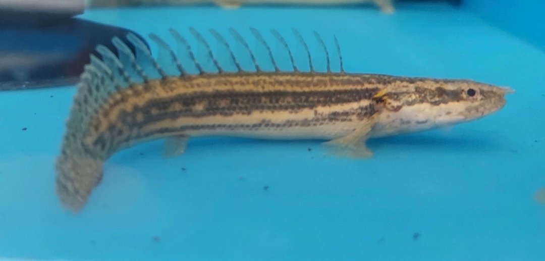 Screenshot_2025-10-31-01-21-11-722_com.google.android.googlequicksearchbox-edit