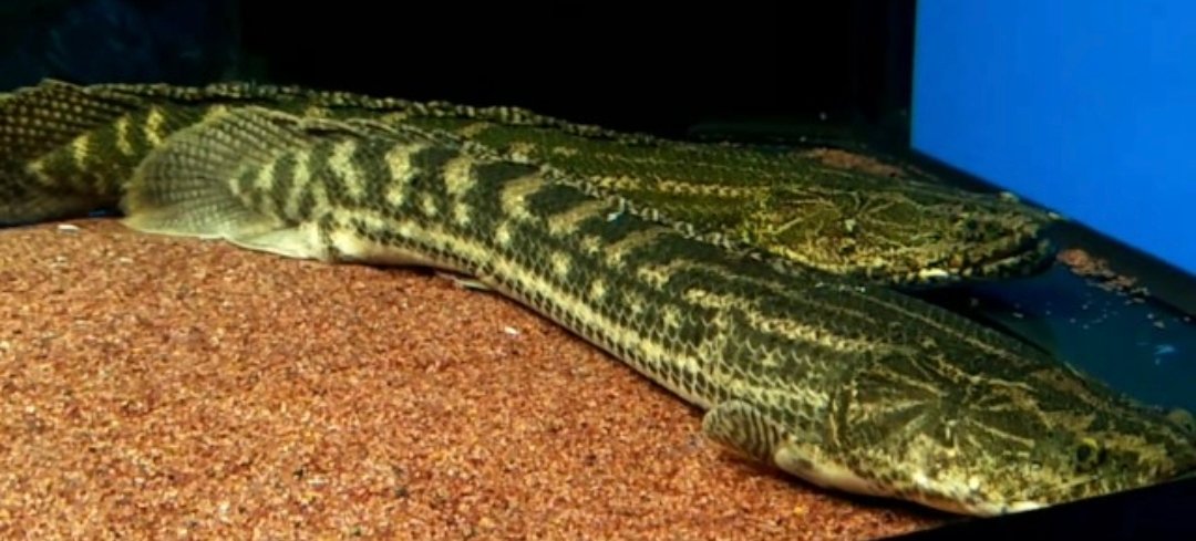 Screenshot_2025-10-31-01-22-10-098_com.google.android.googlequicksearchbox-edit