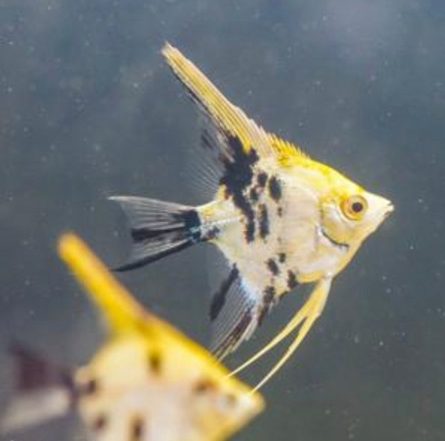 Screenshot_2025-10-31-22-53-06-384_com.google.android.googlequicksearchbox-edit