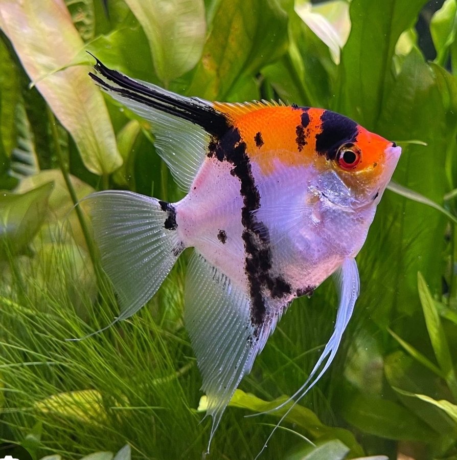 Screenshot_2025-11-01-00-02-26-279_com.google.android.googlequicksearchbox-edit