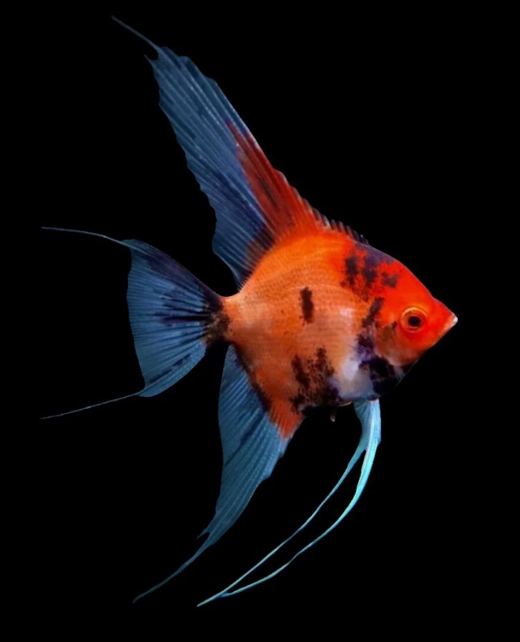 Screenshot_2025-11-01-00-33-57-391_com.google.android.googlequicksearchbox-edit