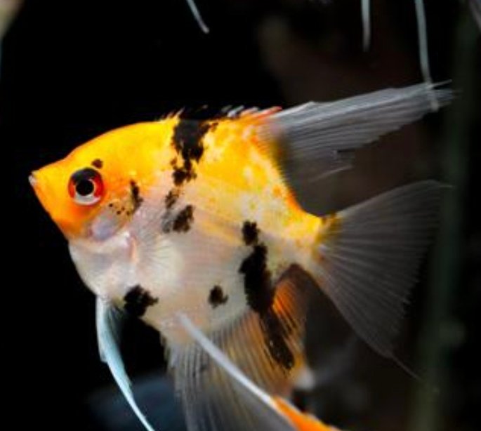 Screenshot_2025-11-01-00-34-18-269_com.google.android.googlequicksearchbox-edit