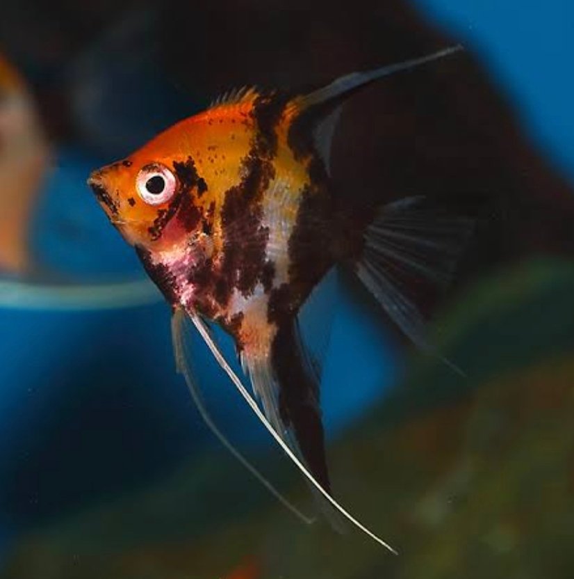 Screenshot_2025-11-01-00-34-35-485_com.google.android.googlequicksearchbox-edit