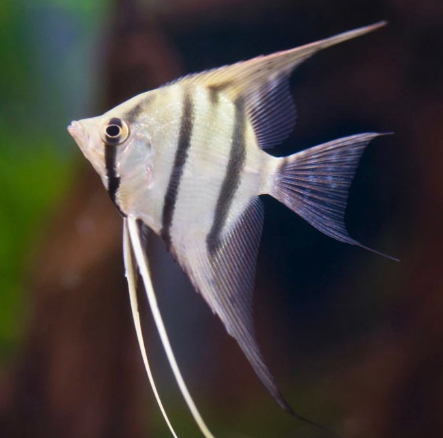 Screenshot_2025-11-01-00-39-32-317_com.google.android.googlequicksearchbox-edit